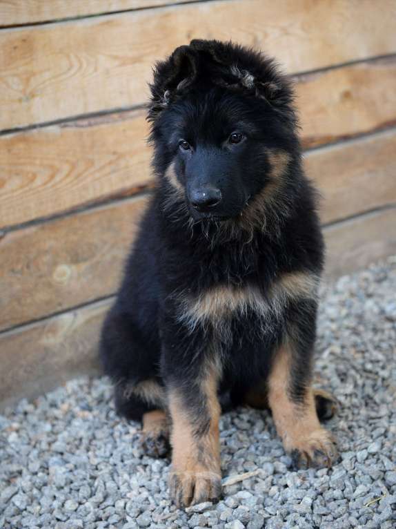 Собаки в Челябинске: В продаже щенки  немецкой овчарки, 20 000 руб. - фото 2