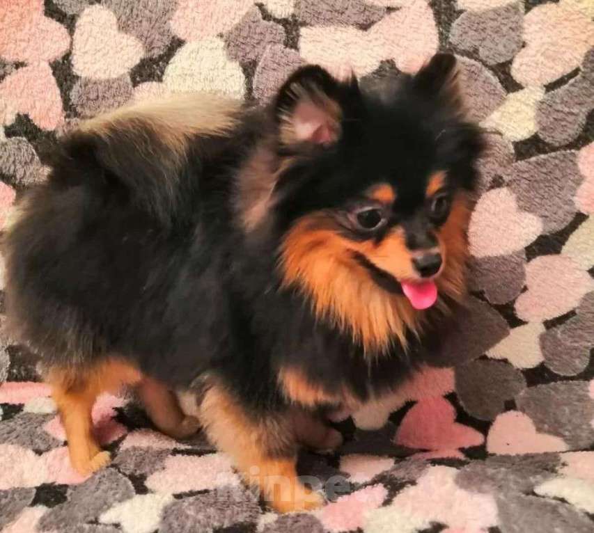 Собаки в Самаре: Шпиц, 1 руб. - фото 4