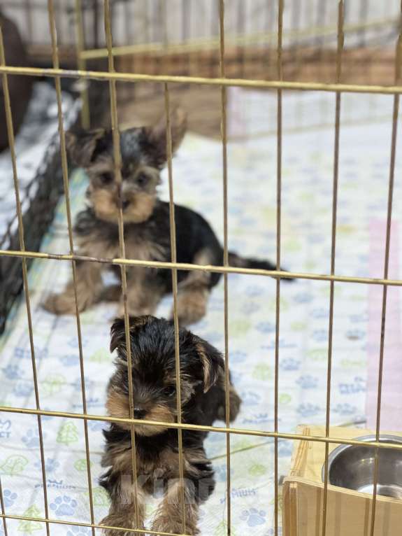 Собаки в Москве: Мини Йорки  Девочка, 18 000 руб. - фото 8