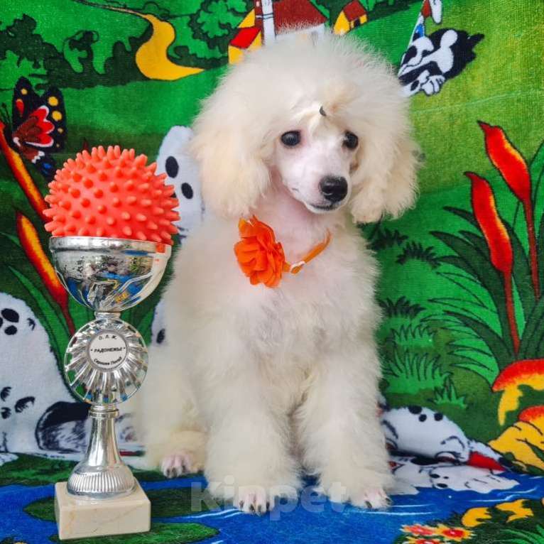 Собаки в Москве: Щенок той пуделя белая девочка Девочка, 100 000 руб. - фото 2