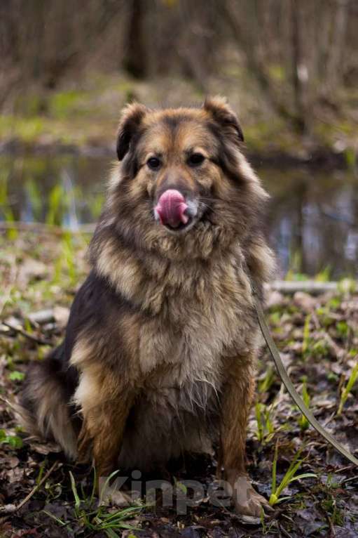 Собаки в Москве: Герда Девочка, Бесплатно - фото 4