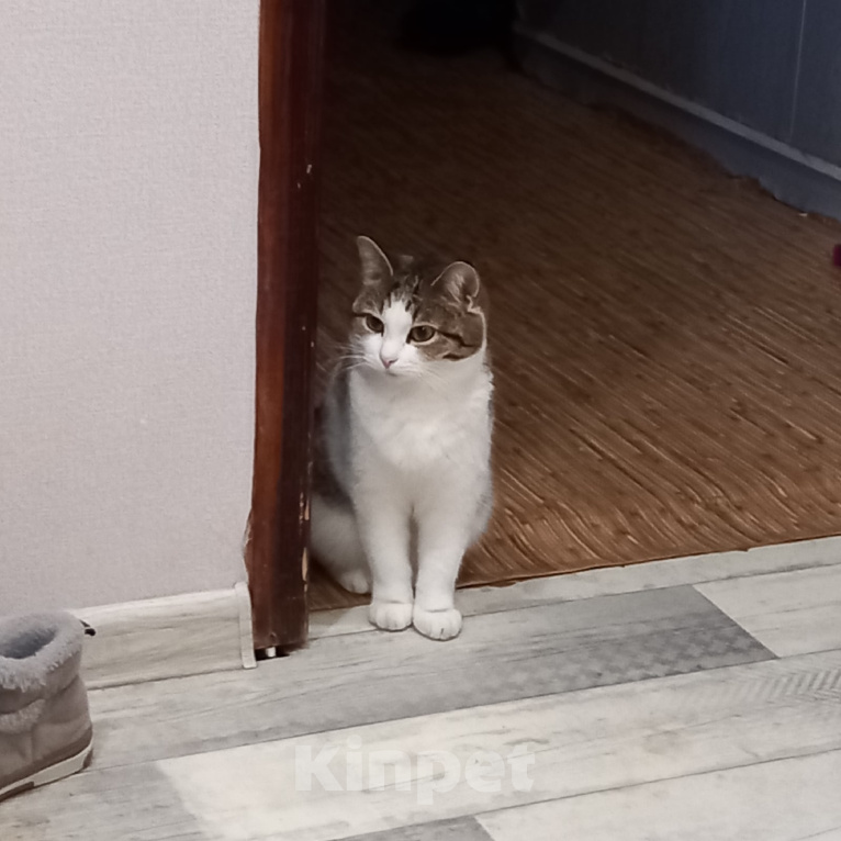 Кошки в Кирове: Срочно отдам в добрые руки Девочка, Бесплатно - фото 3