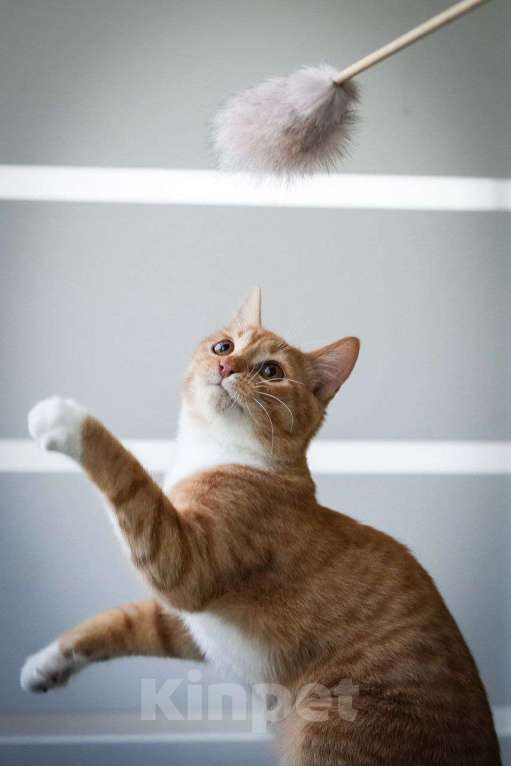 Кошки в Химках: Солнечный рыжик в дар Мальчик, Бесплатно - фото 6