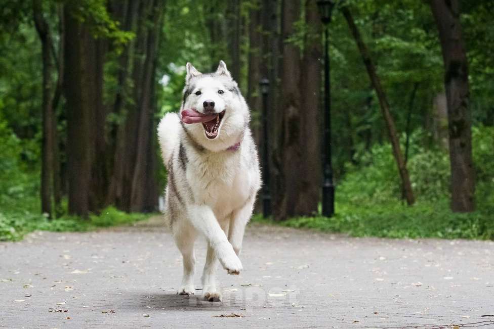 Собаки в Москве: Эмми ждет свою семью Девочка, Бесплатно - фото 2