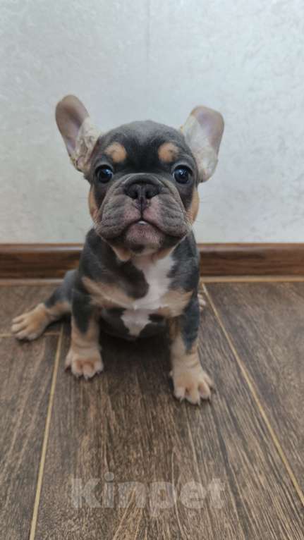 Собаки в Белореченске: Французский бульдог Мальчик, Бесплатно - фото 3
