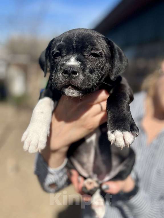 Собаки в Владимире: Стаффбуль щенок мальчик Мальчик, 38 000 руб. - фото 2