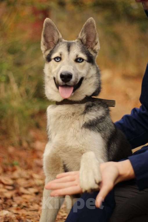 Собаки в Москве: Щенок подросток Мира Девочка, Бесплатно - фото 7