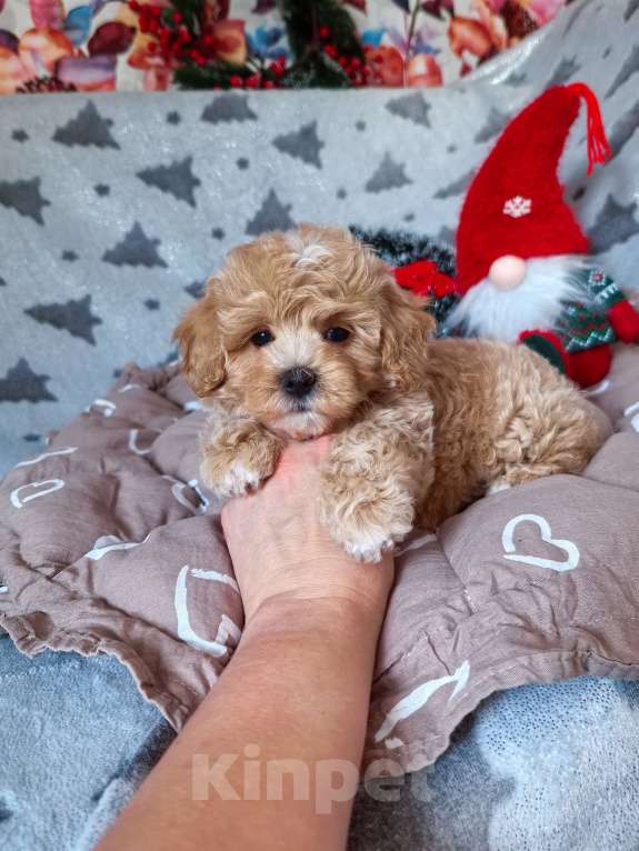 Собаки в Самаре: Мальчик Мальчик, 130 000 руб. - фото 7