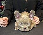 Собаки в Саратове: Щенок французского бульдога Девочка, 150 000 руб. - фото 1