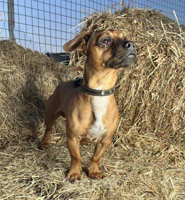 Собаки в Москве: Пес Тобби ищет дом! Мальчик, Бесплатно - фото 3