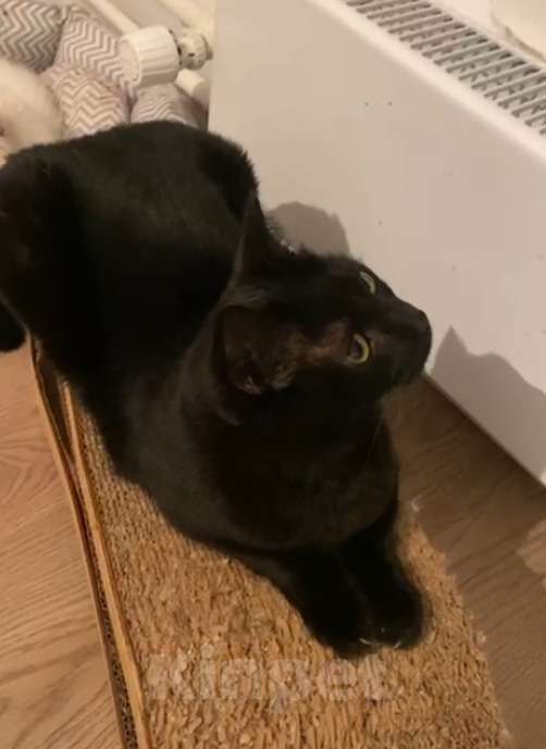 Кошки в Москве: Черный молодой красавец-кот Деймон в дар Мальчик, 1 руб. - фото 3