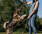 Собаки в Химках: Активная красотка Девочка, Бесплатно - фото 4