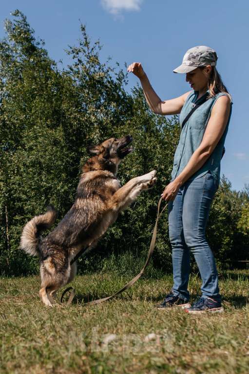 Собаки в Химках: Активная красотка Девочка, Бесплатно - фото 4