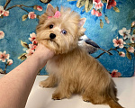 Собаки в Москве: Рыжий йорк с голубыми глазами девочка мини Девочка, 95 000 руб. - фото 7