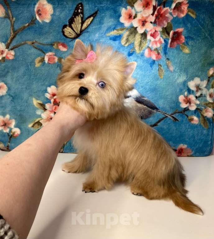 Собаки в Москве: Рыжий йорк с голубыми глазами девочка мини Девочка, 95 000 руб. - фото 7