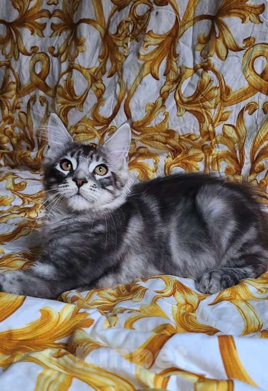 Кошки в Москве: Мальчики классические мейн-куны Мальчик, 30 000 руб. - фото 3