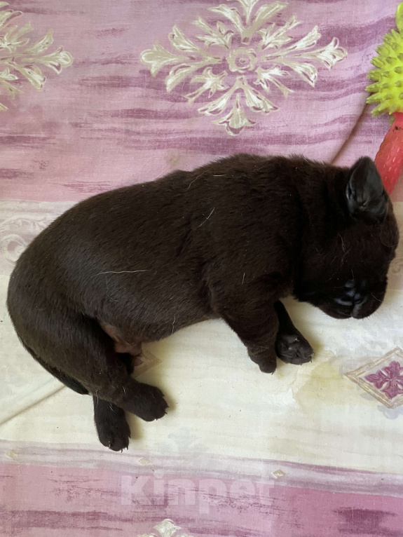 Собаки в Симферополе: Лапка2 Девочка, 25 000 руб. - фото 5