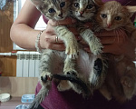 Кошки в Красноярске: Котята в добрые руки Девочка, Бесплатно - фото 1