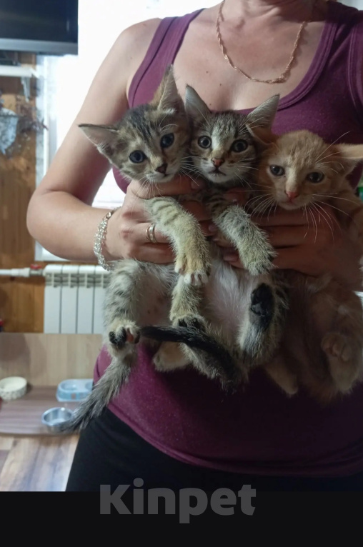 Кошки в Красноярске: Котята в добрые руки Девочка, Бесплатно - фото 1
