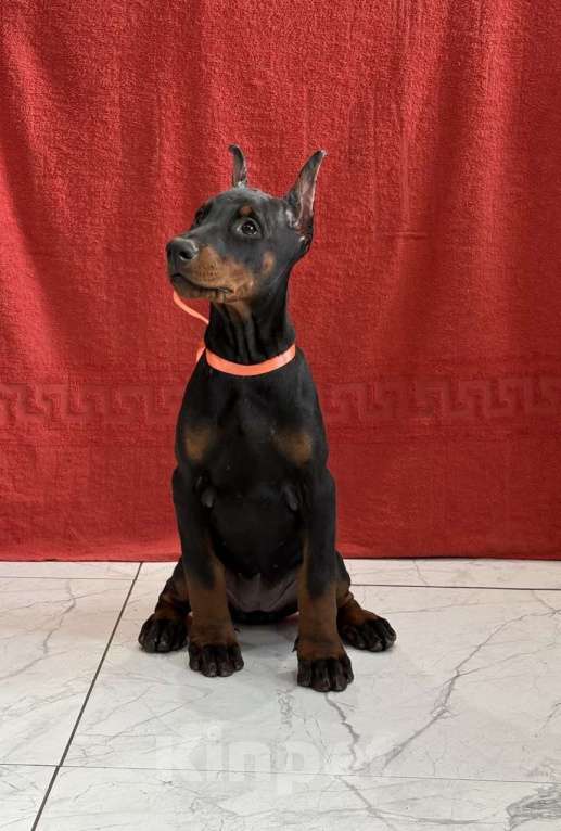 Собаки в Казани: Щенок добермана девочка Девочка, 60 000 руб. - фото 3