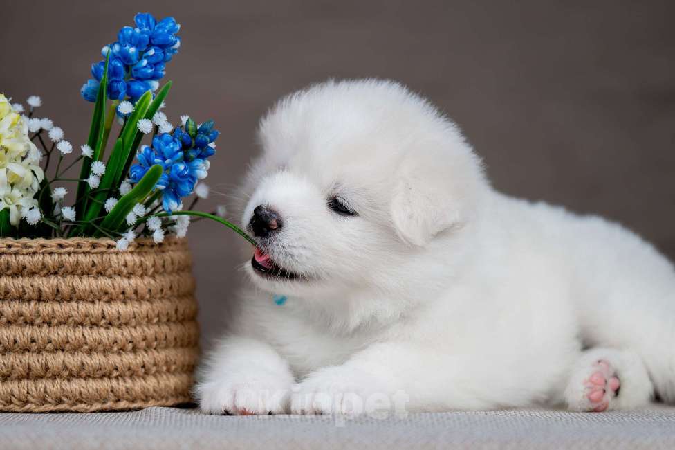 Собаки в Перми: Самоед Разнополые, 50 000 руб. - фото 2