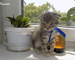 Кошки в Москве: Шотландский вислоухий короткошёрстный котёнок Девочка, 15 000 руб. - фото 7