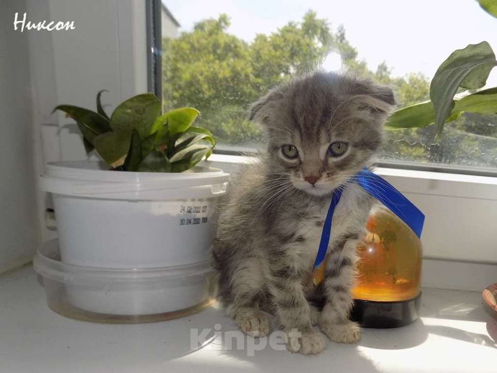 Кошки в Москве: Шотландский вислоухий короткошёрстный котёнок Девочка, 15 000 руб. - фото 7