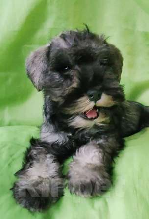 Собаки в Москве: цвергшнауцер девочка для дома Девочка, 35 000 руб. - фото 1