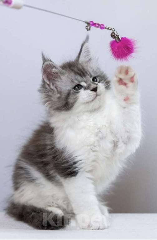 Кошки в других городах Ленинградской области: Мейн кун котята Девочка, 45 000 руб. - фото 2