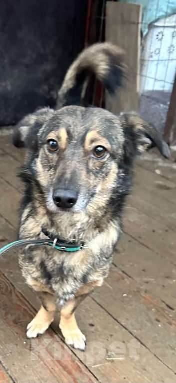 Собаки в Санкт-Петербурге: Маленький собачонок, совсем крошка на коротких лапках Мальчик, Бесплатно - фото 3