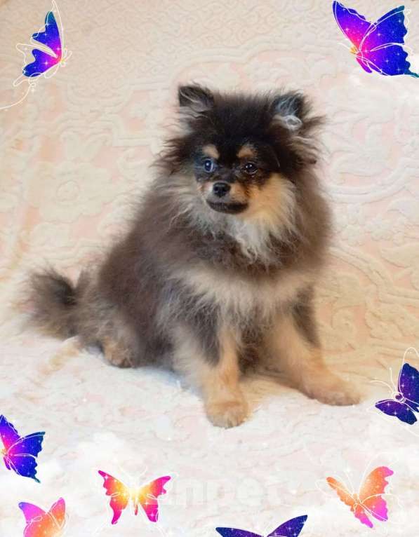 Собаки в Санкт-Петербурге: Подрощенные щенки в любимцы Мальчик, 20 000 руб. - фото 1