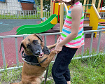 Собаки в Москве: Домашний воспитанный пес Райли в добрые руки ищет дом Мальчик, 100 руб. - фото 1