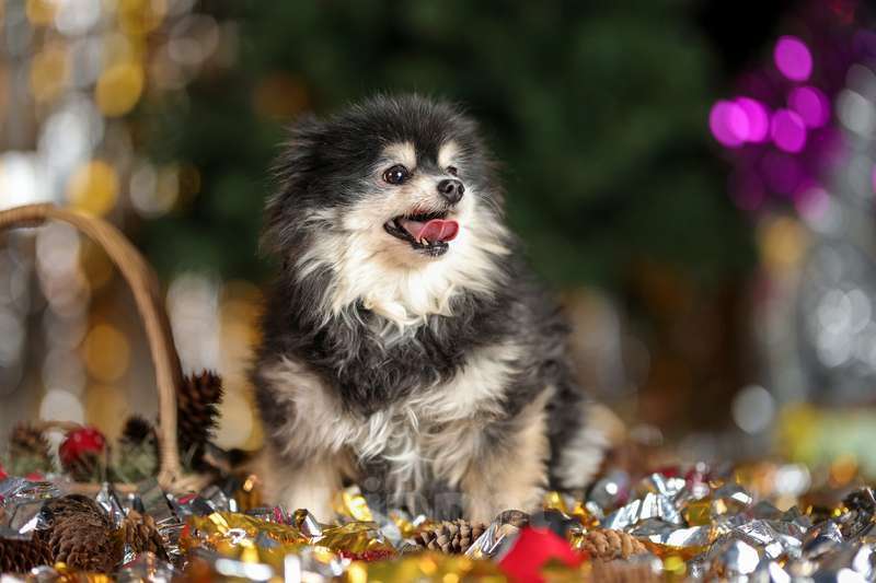 Собаки в Москве: Померанский шпиц Шайна в добрые руки Девочка, Бесплатно - фото 2