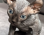 Кошки в Ростове-на-Дону: Эльф котята Девочка, 20 000 руб. - фото 4