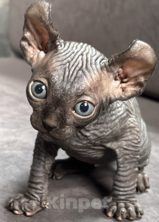 Кошки в Ростове-на-Дону: Эльф котята Девочка, 20 000 руб. - фото 4