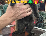 Кошки в Краснодаре: Шотландские вислоухие короткошерстные Мальчик, 10 000 руб. - фото 2