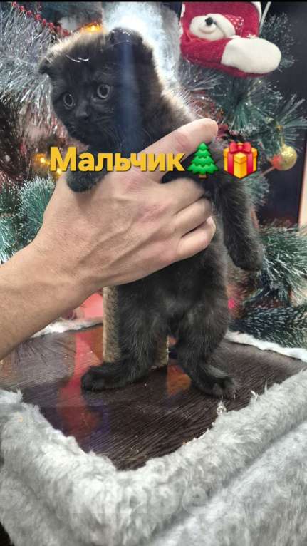 Кошки в Краснодаре: Шотландские вислоухие короткошерстные Мальчик, 10 000 руб. - фото 2