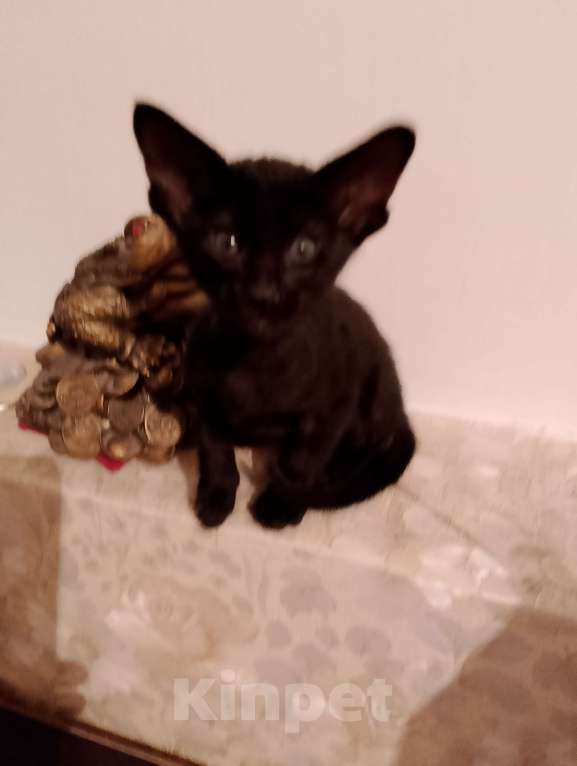 Кошки в Шахте: Продаю котят ориентальной породы  Мальчик, 25 000 руб. - фото 4