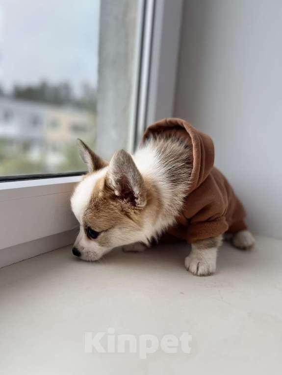 Собаки в Дзержинске: Щенок корги  Девочка, 35 000 руб. - фото 8