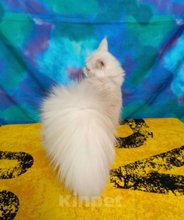 Кошки в Санкт-Петербурге: Девочка ds 22 Девочка, 35 000 руб. - фото 6