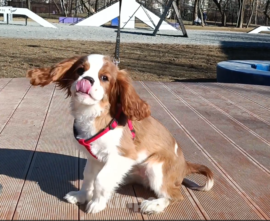 Собаки в Москве: Мальчик Кавалер Кинг Чарльз спаниель Мальчик, 80 000 руб. - фото 4
