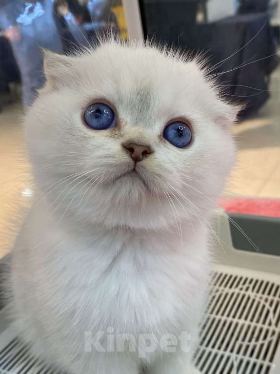 Кошки в Москве: Юджик Мальчик, 40 000 руб. - фото 4