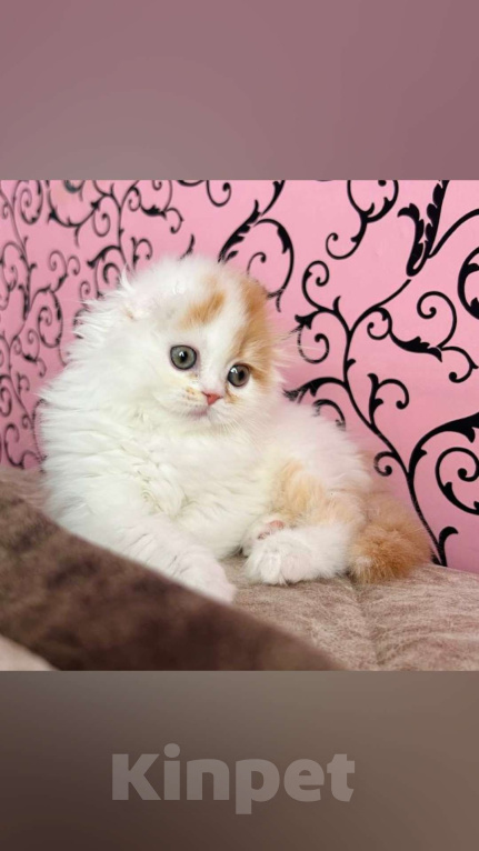 Кошки в Нижнем Новгороде: Рыжий и красивый Мальчик, 20 000 руб. - фото 3