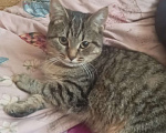Кошки в Радужном: Кошечка Порш Девочка, Бесплатно - фото 1