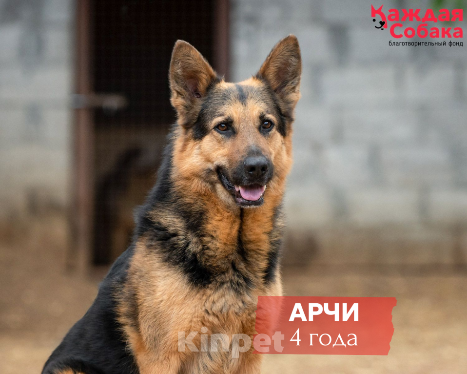 Собаки в других городах Московской области: 🐾 Благородный Арчи: ум, грация и преданность ждут своего часа 🐾 Мальчик, Бесплатно - фото 1