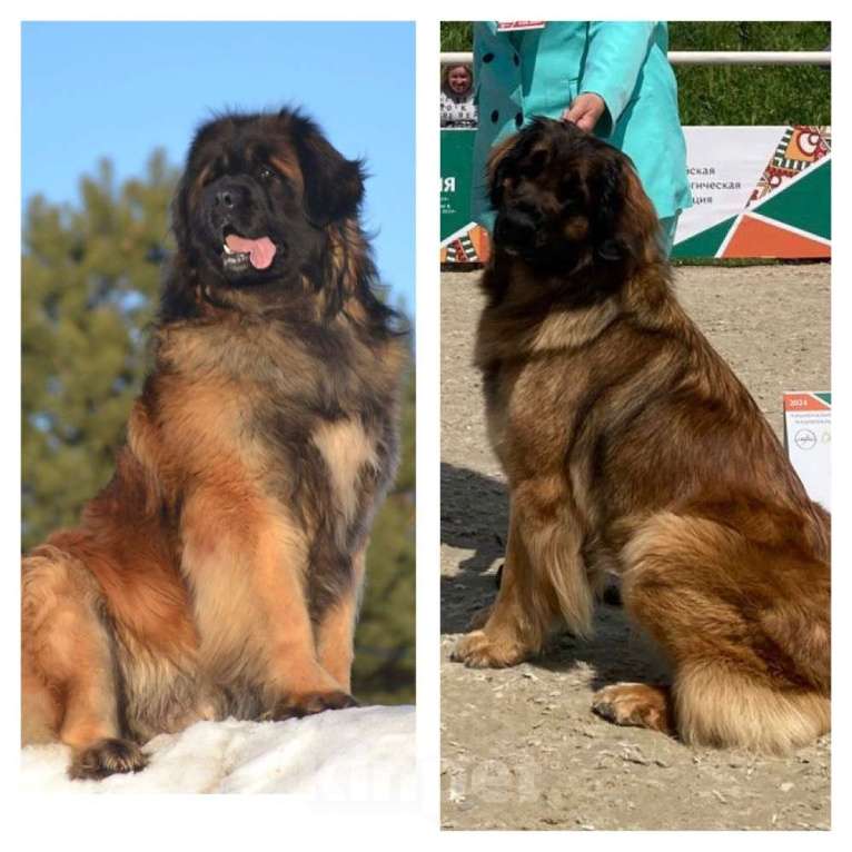 Собаки в других городах Московской области: Ария Прайд Елизар Мальчик, 160 000 руб. - фото 6