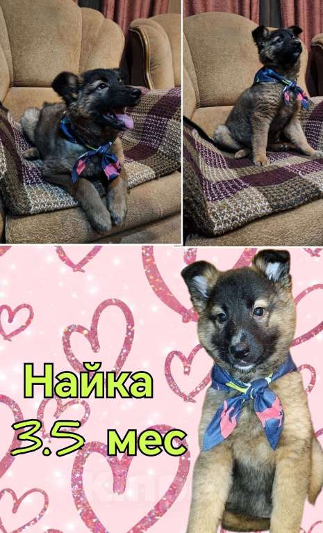 Собаки в Красногорске: Маленькие пушистые комочки счастья ищут свой дом! Разнополые, Бесплатно - фото 2