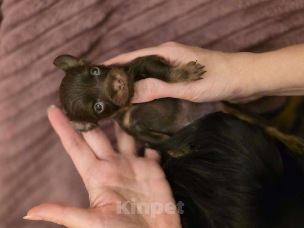 Собаки в Москве: очень красивая девочка Русский Той Девочка, 90 000 руб. - фото 2