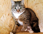 Кошки в Москве: Котёнок Шаня ищет дом Девочка, Бесплатно - фото 1