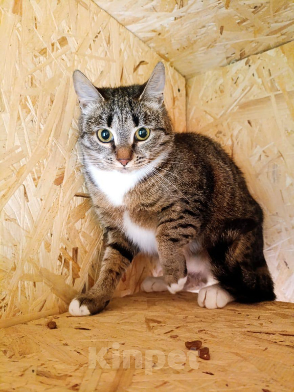 Кошки в Москве: Котёнок Шаня ищет дом Девочка, Бесплатно - фото 1
